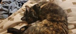 Reunited Female Cat last seen West Gillis and Gary lane., Boise, ID 83714