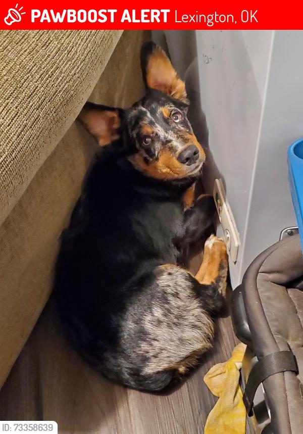 Lost Male Dog last seen 96th and Westview drive, Lexington, OK 73051