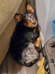 Lost Male Dog last seen 96th and Westview drive, Lexington, OK 73051