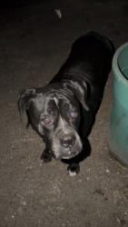 Reunited Female Dog last seen Wiles Rd and Riverside Dr, Parkland, FL 33067