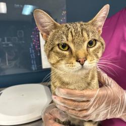 Shelter Stray Male Cat last seen , 1244 N Delsea Dr, Vineland, NJ 08360, USA
