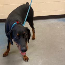 Shelter Stray Male Dog last seen , 2350 Appling City Cove, Memphis, TN 38133, USA
