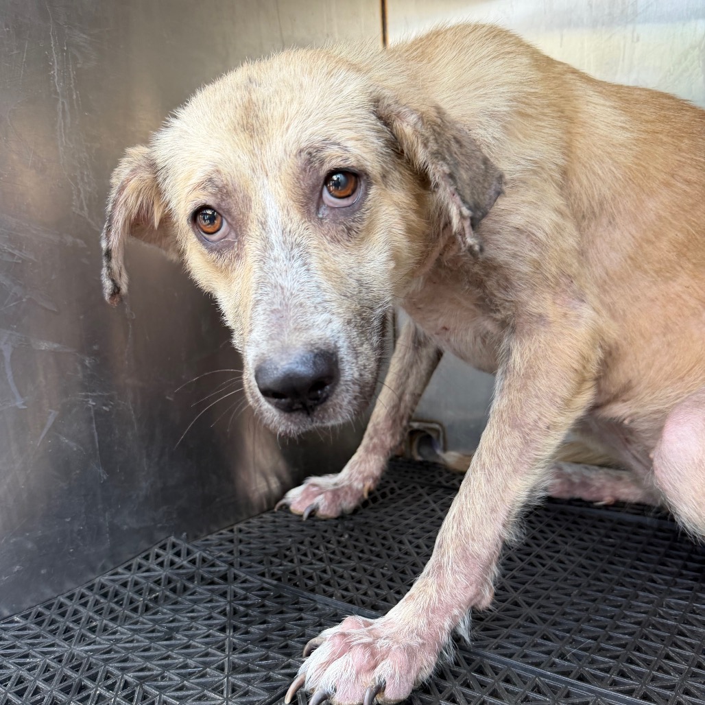 Shelter Stray Female Dog last seen , 2350 Appling City Cove, Memphis, TN 38133, USA