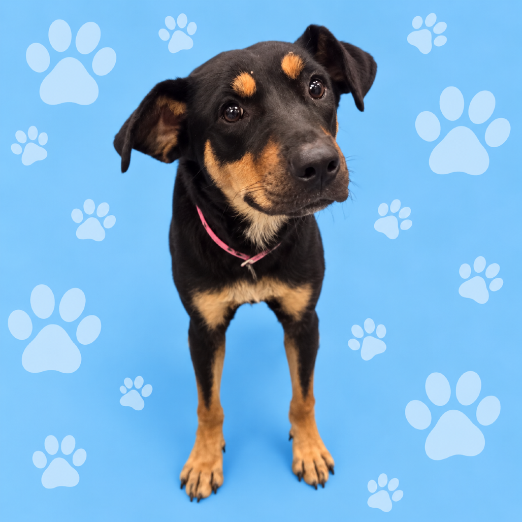 Shelter Stray Female Dog last seen , 2350 Appling City Cove, Memphis, TN 38133, USA