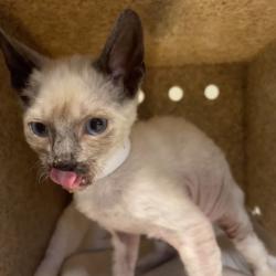 Shelter Stray Male Cat last seen , 361 S Raymond Ave, Pasadena, CA 91105, USA