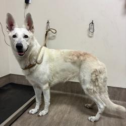 Shelter Stray Female Dog last seen , 361 S Raymond Ave, Pasadena, CA 91105, USA