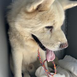 Shelter Stray Male Dog last seen , 980 Guilford College Rd, Greensboro, NC 27409, USA