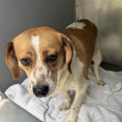 Shelter Stray Female Dog last seen , 980 Guilford College Rd, Greensboro, NC 27409, USA