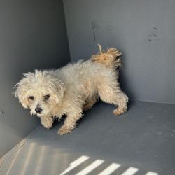 Shelter Stray Male Dog last seen , 980 Guilford College Rd, Greensboro, NC 27409, USA