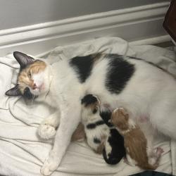 Shelter Stray Female Cat last seen , 5570 Sturmer Park Cir, Winston-Salem, NC 27105, USA