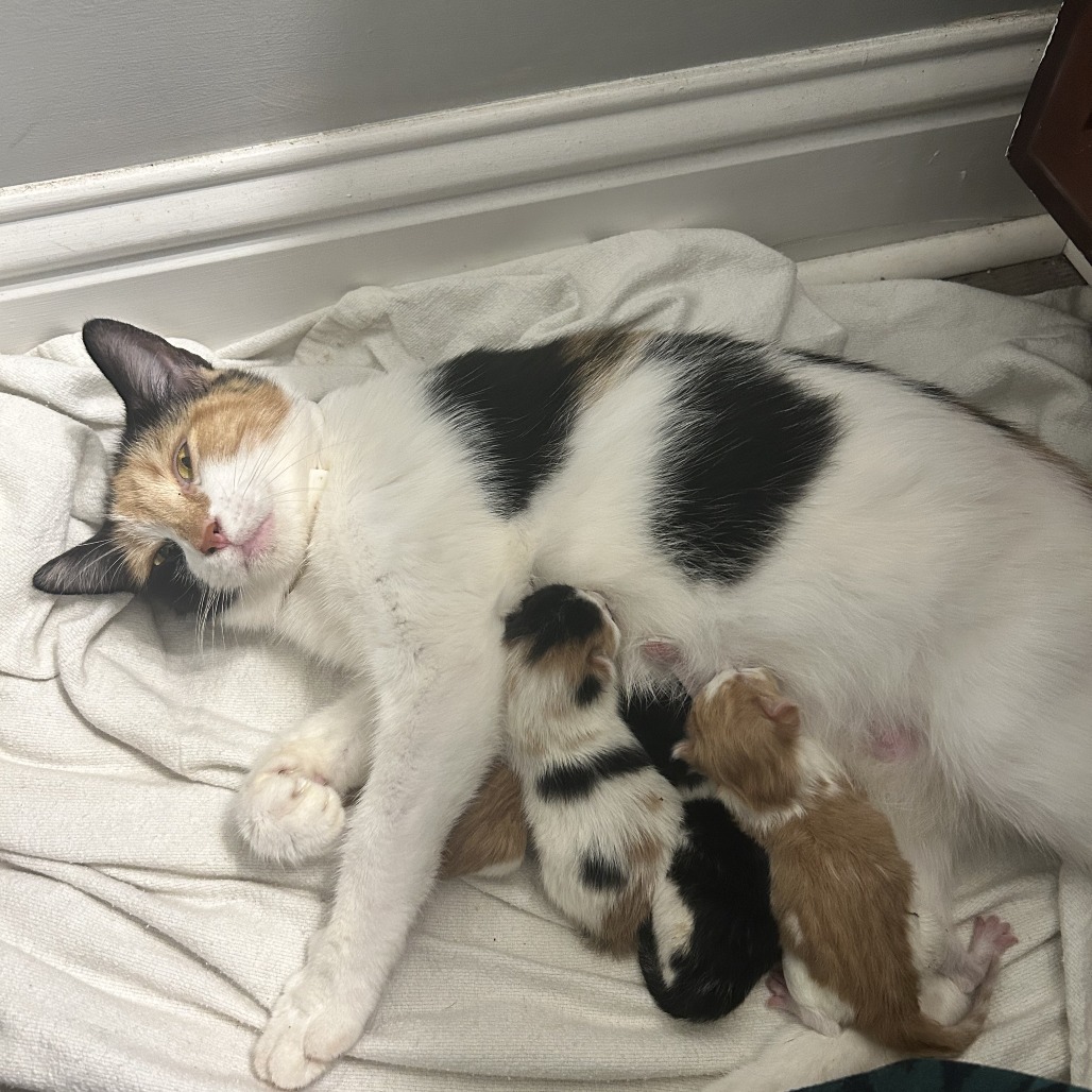 Shelter Stray Female Cat last seen , 5570 Sturmer Park Cir, Winston-Salem, NC 27105, USA