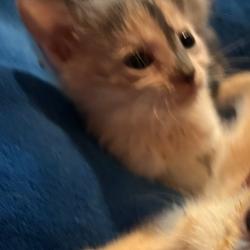 Shelter Stray Male Cat last seen , 5570 Sturmer Park Cir, Winston-Salem, NC 27105, USA
