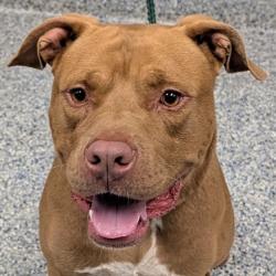 Shelter Stray Male Dog last seen , 328 Furman Hall Rd, Greenville, SC 29609, USA