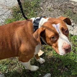 Shelter Stray Female Dog last seen , 1013 Garfield St, Oak Park, IL 60304, USA