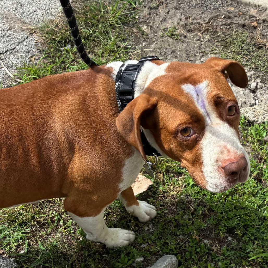 Shelter Stray Female Dog last seen , 1013 Garfield St, Oak Park, IL 60304, USA