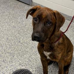 Shelter Stray Male Dog last seen , 328 Furman Hall Rd, Greenville, SC 29609, USA
