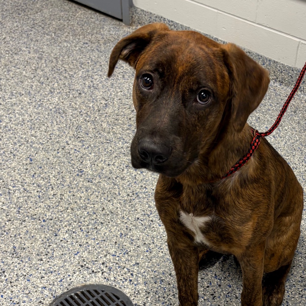 Shelter Stray Male Dog last seen , 328 Furman Hall Rd, Greenville, SC 29609, USA