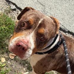 Shelter Stray Female Dog last seen , 1013 Garfield St, Oak Park, IL 60304, USA