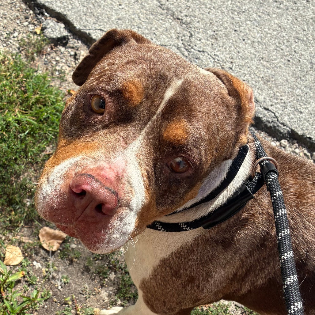 Shelter Stray Female Dog last seen , 1013 Garfield St, Oak Park, IL 60304, USA