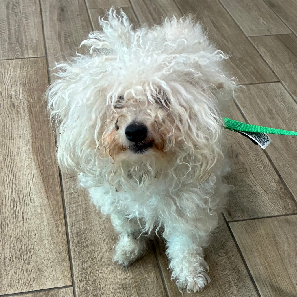 Shelter Stray Female Dog last seen , 1013 Garfield St, Oak Park, IL 60304, USA