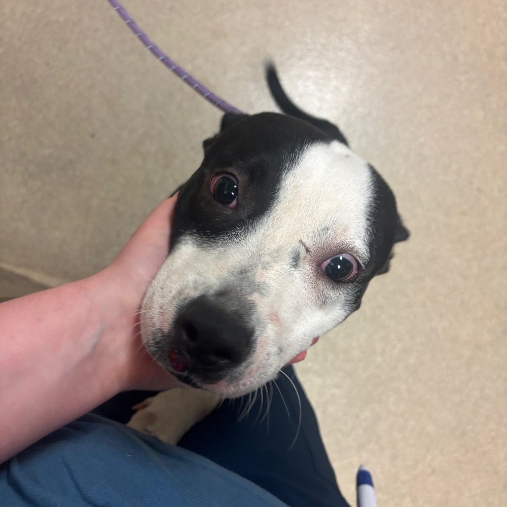 Shelter Stray Female Dog last seen , 54687 Co Rd 19, Bristol, IN 46507, USA