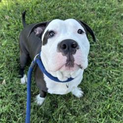 Shelter Stray Male Dog last seen , Animal Care & Control Team of Philly, 111 W Hunting Park Ave, Philadelphia, PA 19140, USA