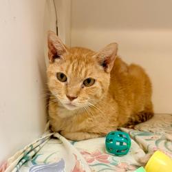 Shelter Stray Male Cat last seen , Animal Care & Control Team of Philly, 111 W Hunting Park Ave, Philadelphia, PA 19140, USA