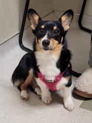 Reunited Female Dog last seen Interstate 24 Eastbound near Mile Marker 117.5, Manchester, TN 37355