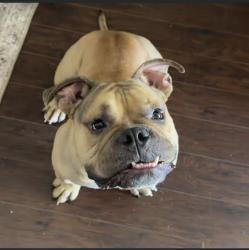 Reunited Male Dog last seen Sycamore school road and Colfax Ln, Fort Worth, TX 76134