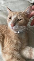 Lost Male Cat last seen Near hasting street, Bridgeport, CT 06610