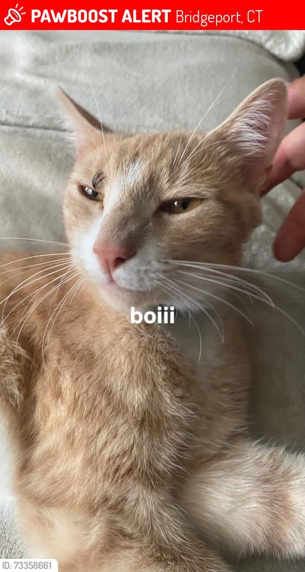 Lost Male Cat last seen Near hasting street, Bridgeport, CT 06610