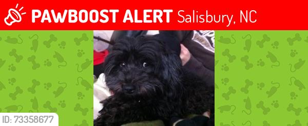Lost Male Dog last seen By Lincoln pool area, Salisbury, NC 28144