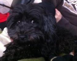 Lost Male Dog last seen By Lincoln pool area, Salisbury, NC 28144