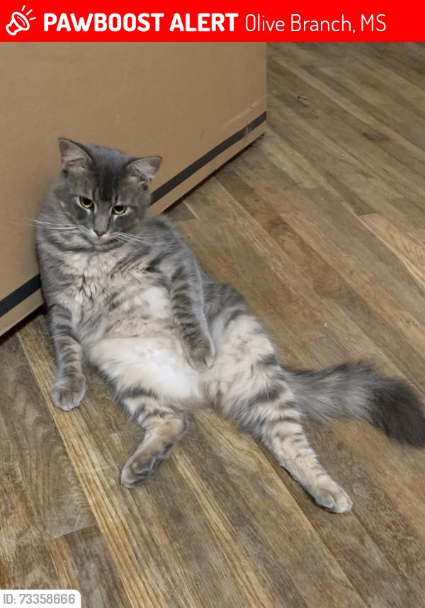 Lost Male Cat last seen Pleasant Hill, Olive Branch, MS 38654