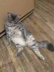 Lost Male Cat last seen Pleasant Hill, Olive Branch, MS 38654