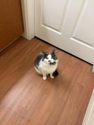 Lost Male Cat last seen Behind Safeway, Half Moon Bay, CA 94019
