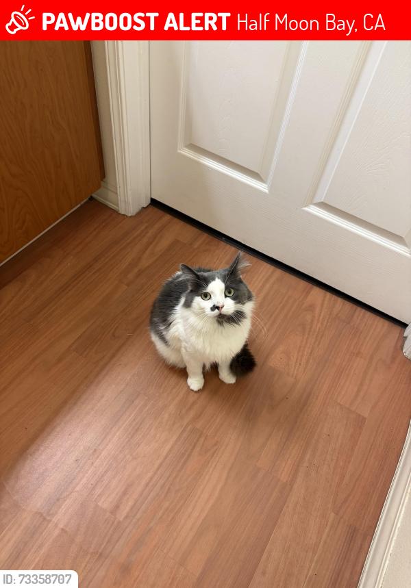 Lost Male Cat last seen Behind Safeway, Half Moon Bay, CA 94019
