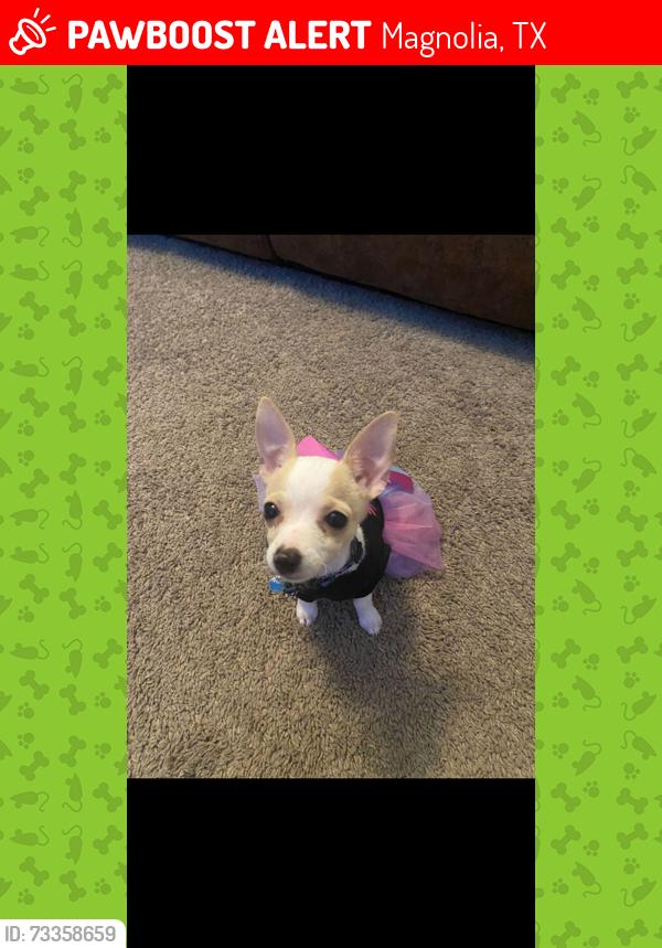 Lost Female Dog last seen Williams trace, Magnolia, TX 77355