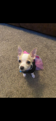 Lost Female Dog last seen Williams trace, Magnolia, TX 77355