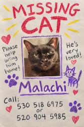 Lost Male Cat last seen Bonanza, Tucson, AZ 85748