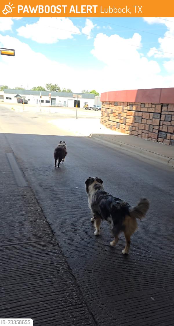 Found/Stray Unknown Dog last seen 34th and Marsha Sharp underpass, Lubbock, TX 79414