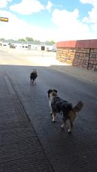 Found/Stray Unknown Dog last seen 34th and Marsha Sharp underpass, Lubbock, TX 79414