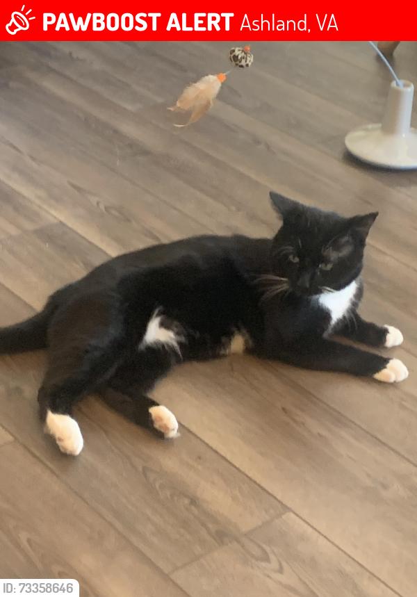 Lost Male Cat last seen behind Popeyes and Chick-Fil-A in the wooded area, Ashland, VA 23005