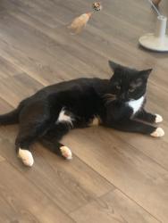 Lost Male Cat last seen behind Popeyes and Chick-Fil-A in the wooded area, Ashland, VA 23005