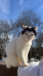 Lost Male Cat last seen Set free church, Powdersville, SC 29611