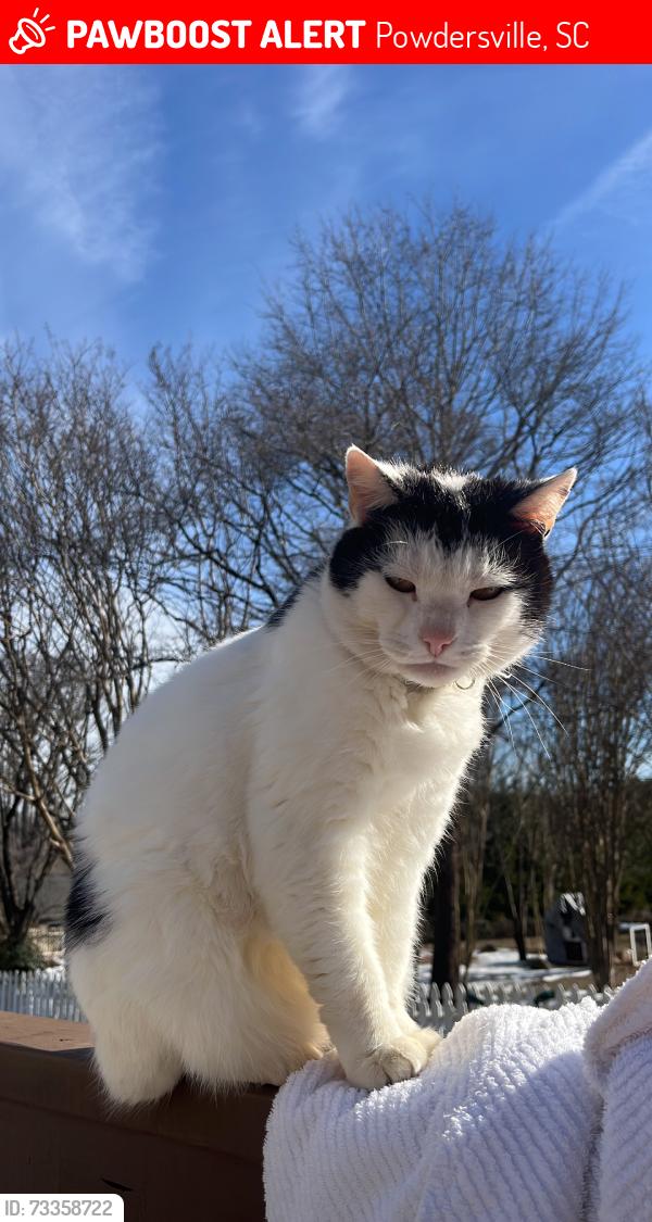 Lost Male Cat last seen Set free church, Powdersville, SC 29611