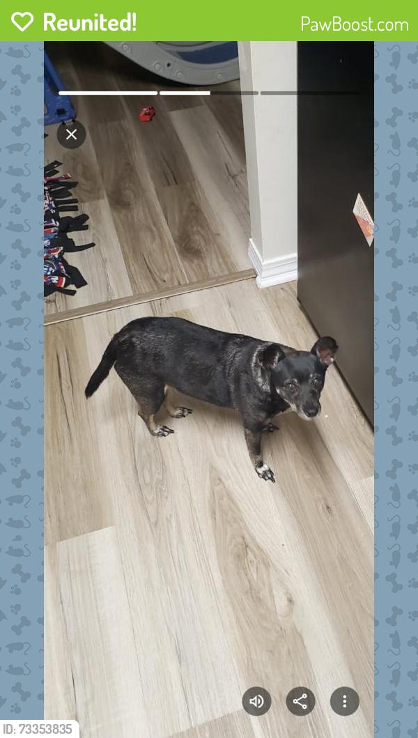 Reunited Female Dog last seen Poplar/ S Roan, Johnson City, TN 37604