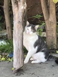 Lost Male Cat last seen Haskell and Vanowen, Los Angeles, CA 91406