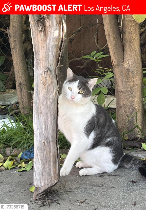 Lost Male Cat last seen Haskell and Vanowen, Los Angeles, CA 91406