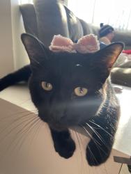 Lost Male Cat last seen Near magnolia ave, Saint Paul, MN 55106